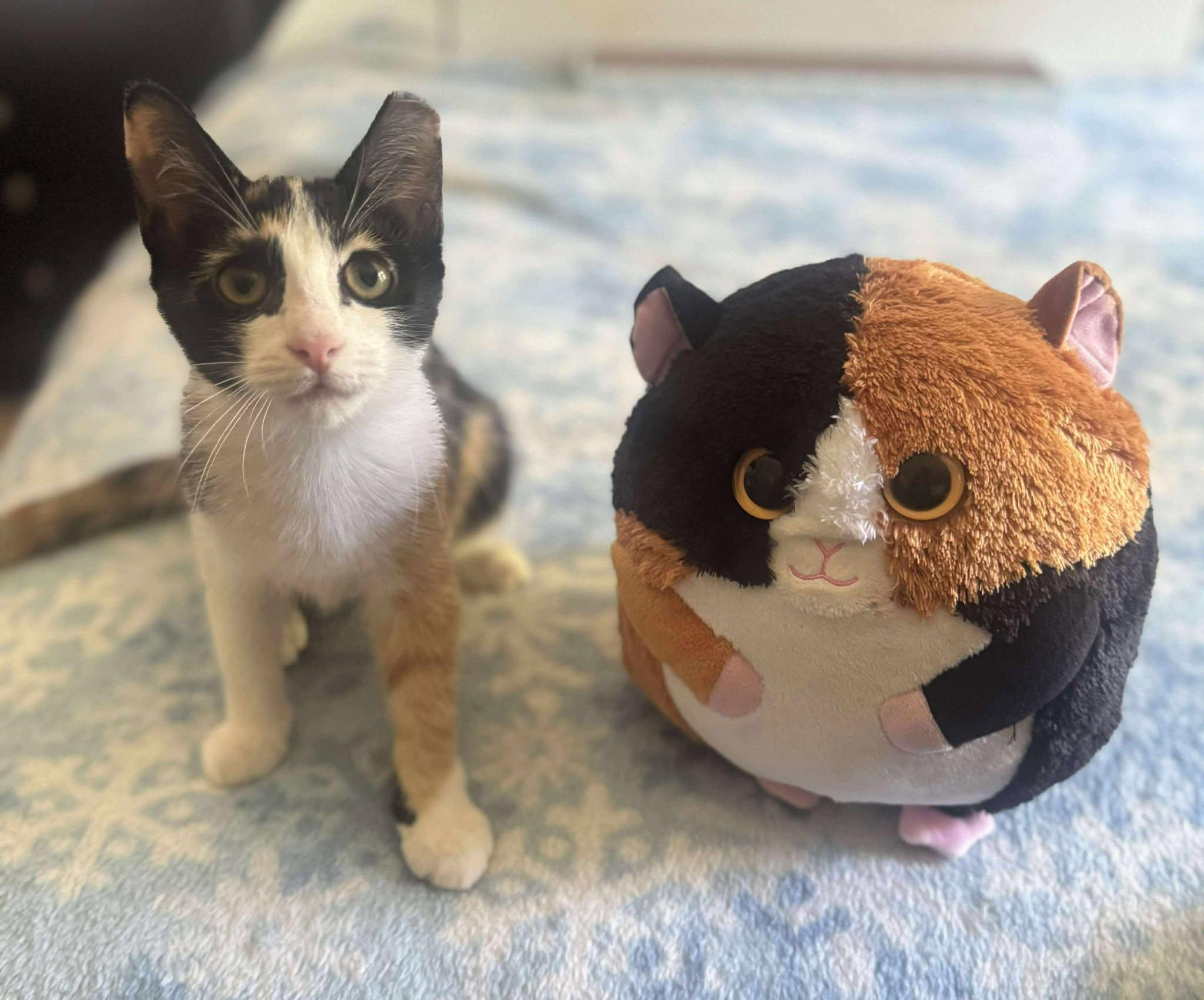 Apple, an adopted Domestic Short Hair in Milford, PA image 3/6