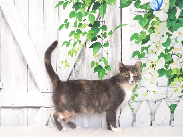 MISSY, Adoptable, Adult Female Domestic Short Hair & Domestic Short Hair.
