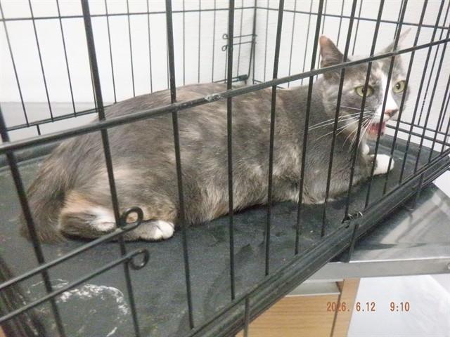 MISSY, Adoptable, Adult Female Domestic Short Hair & Domestic Short Hair.