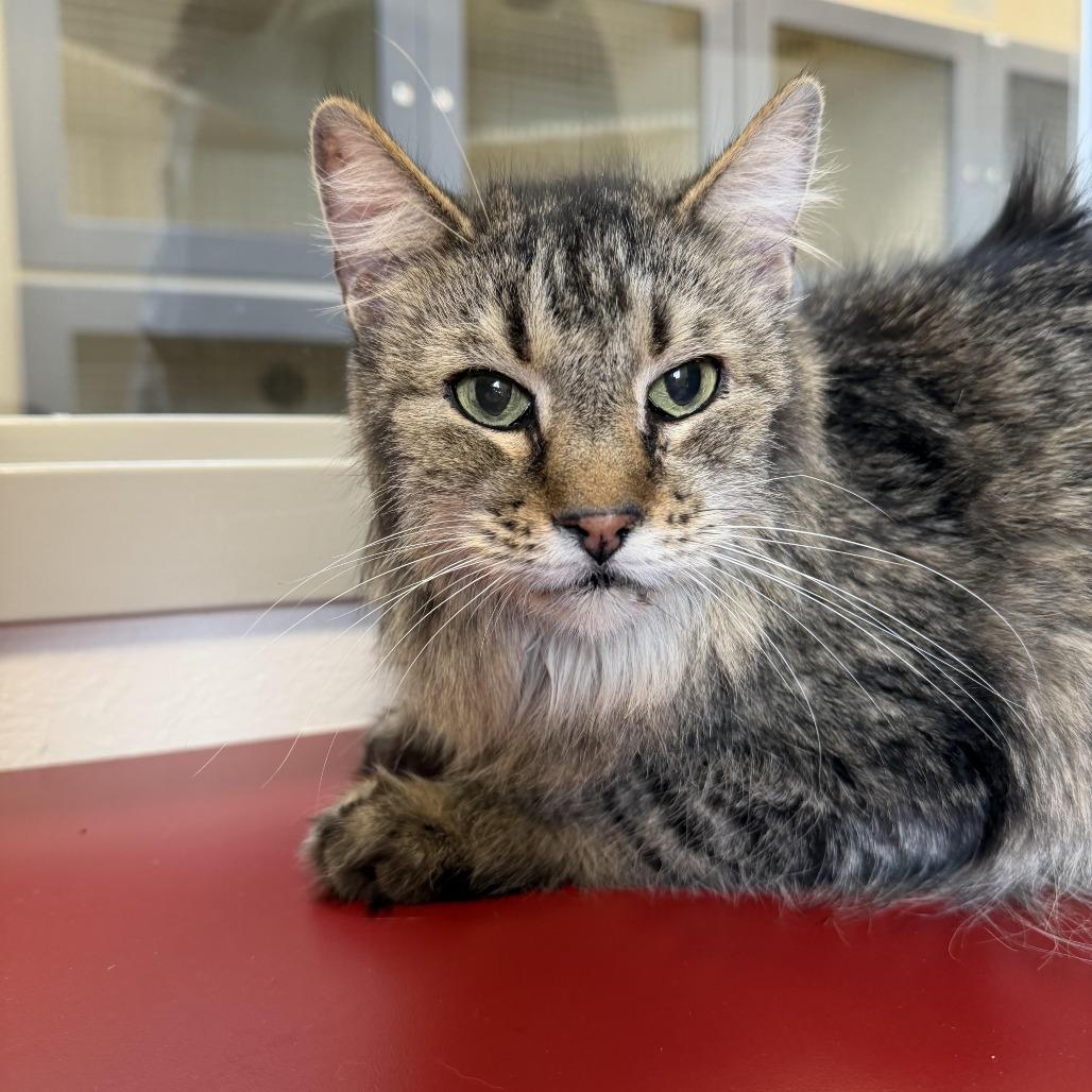 Enlarge Gabby, a Adoptable Domestic Long Hair in Cody, WY image 1/2
