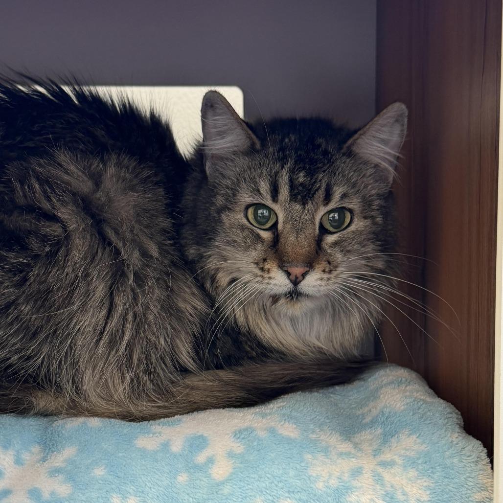Enlarge Gabby, a Adoptable Domestic Long Hair in Cody, WY image 2/2