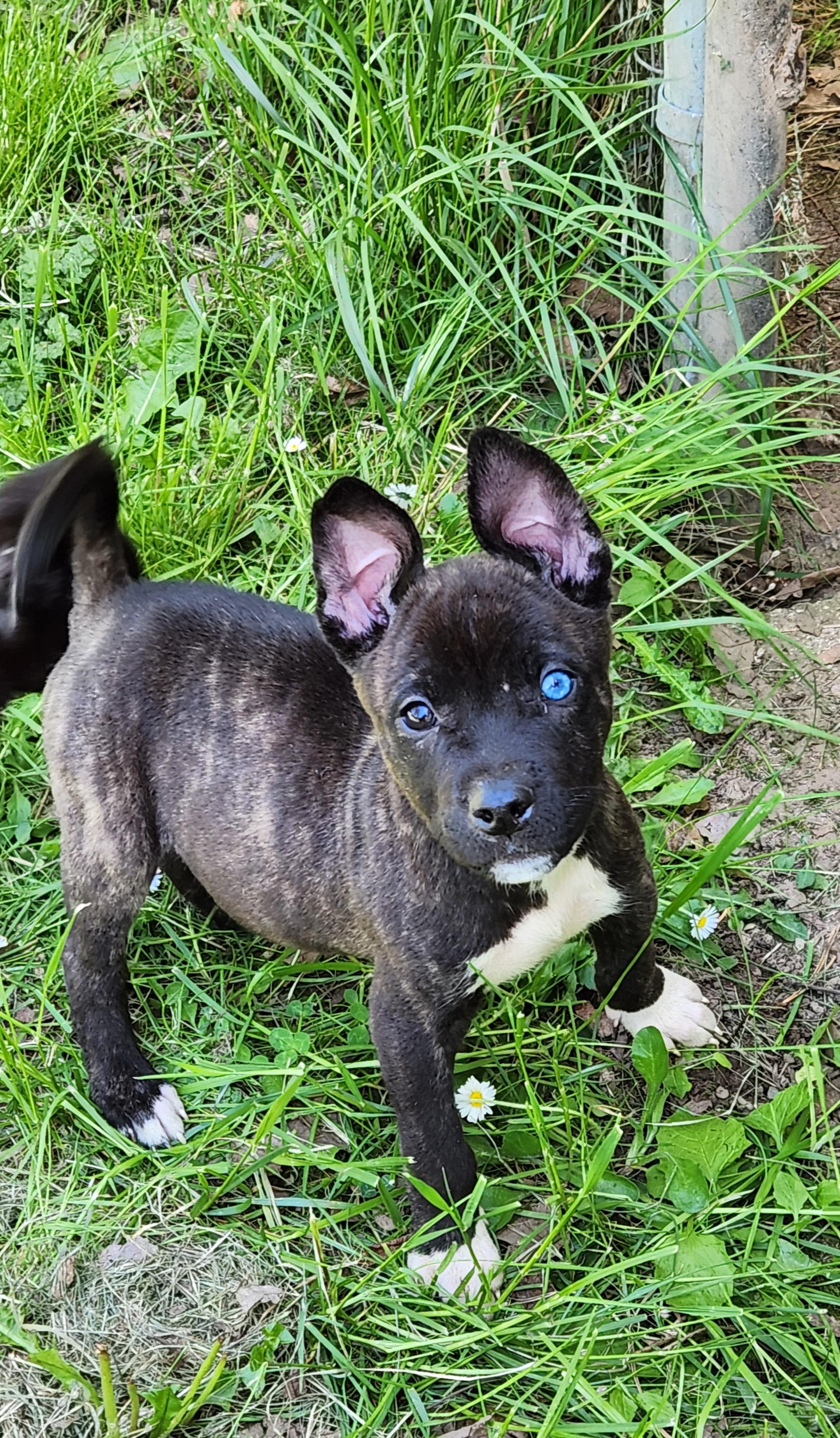 PUPPIES - Only 1 boy left!, an adoptable Labrador Retriever in Lebanon, OR, 97355 | Photo Image 2