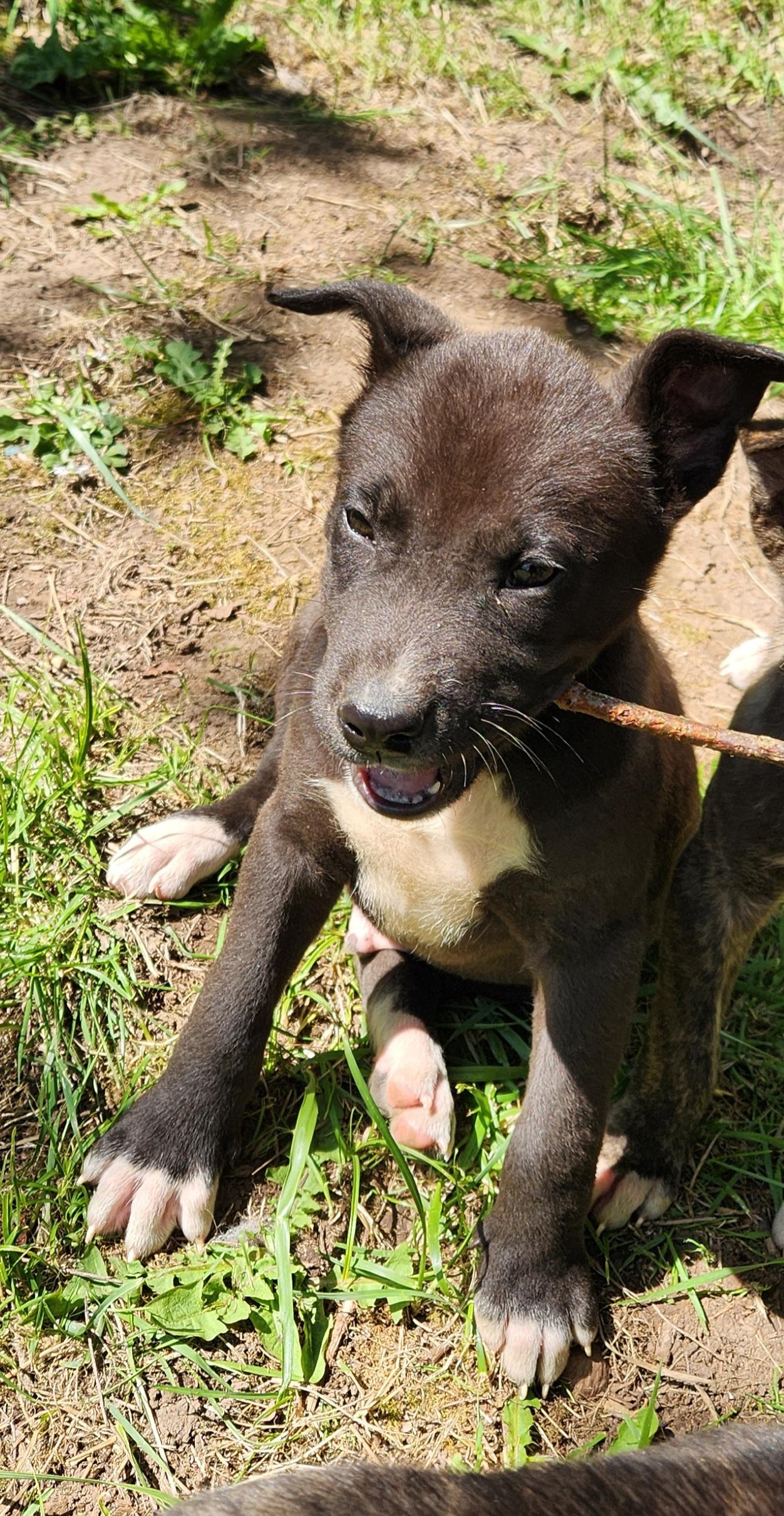 PUPPIES - Only 1 boy left!, an adoptable Labrador Retriever in Lebanon, OR, 97355 | Photo Image 1