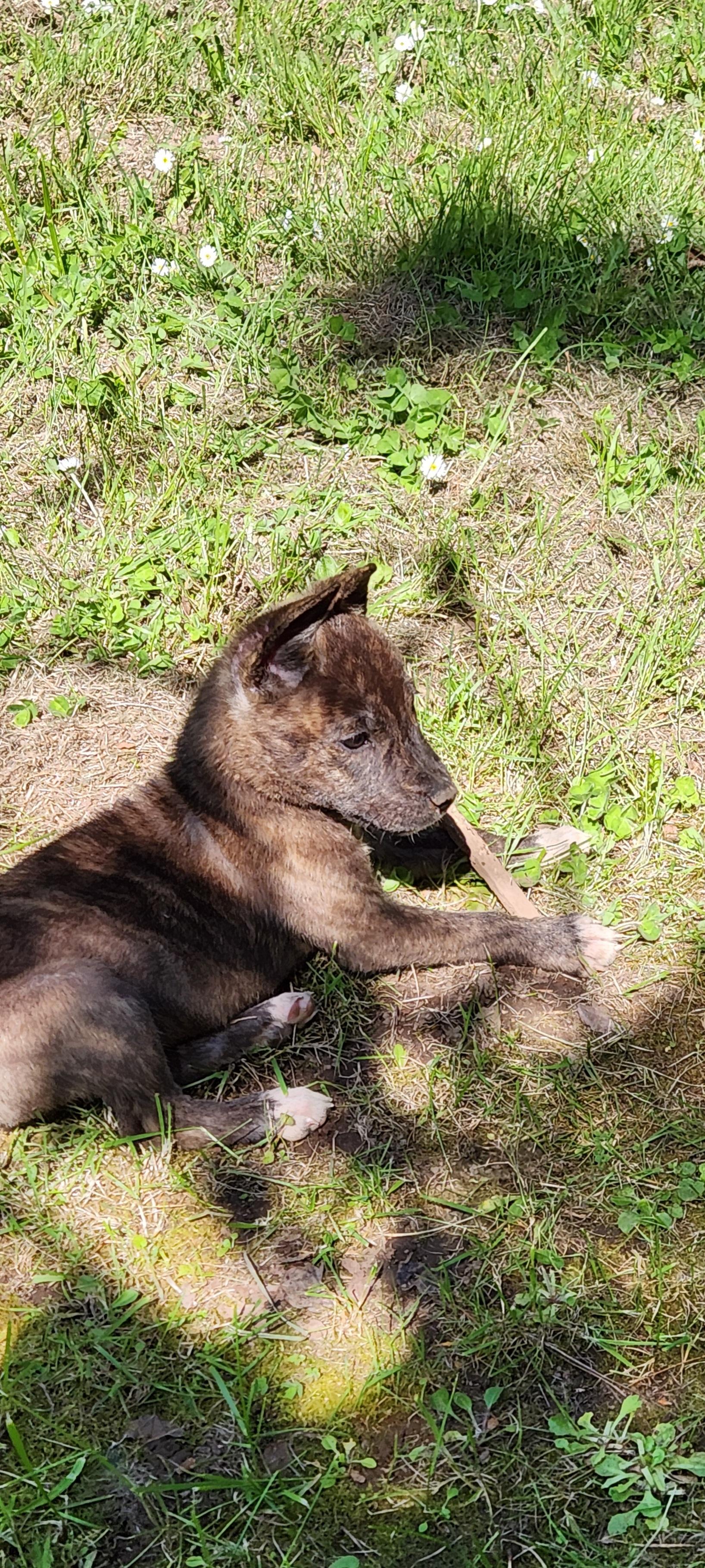 PUPPIES - Only 1 boy left!, an adoptable Labrador Retriever in Lebanon, OR, 97355 | Photo Image 3