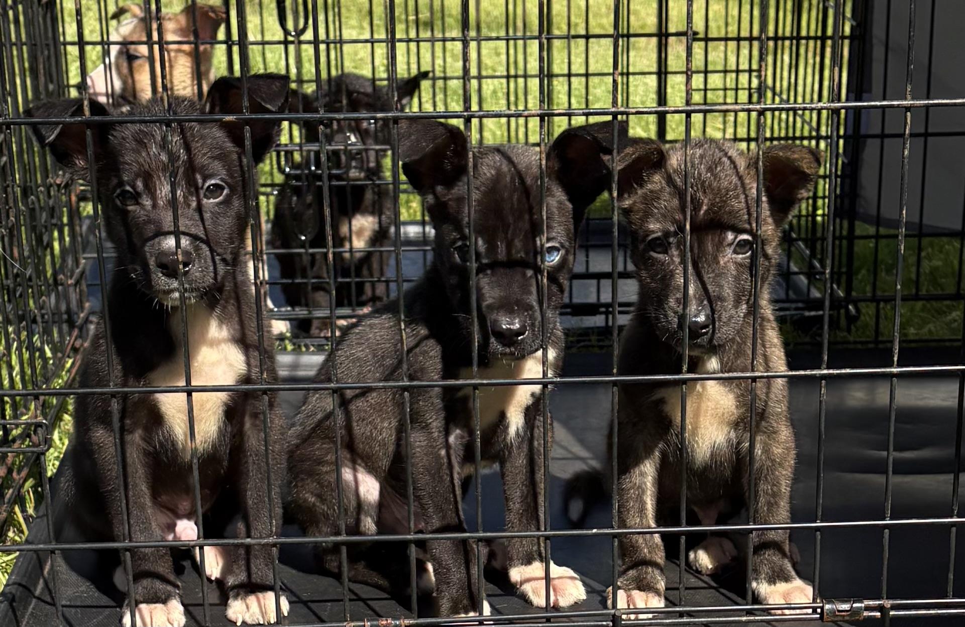 PUPPIES - Only 1 boy left!, an adoptable Labrador Retriever in Lebanon, OR, 97355 | Photo Image 4