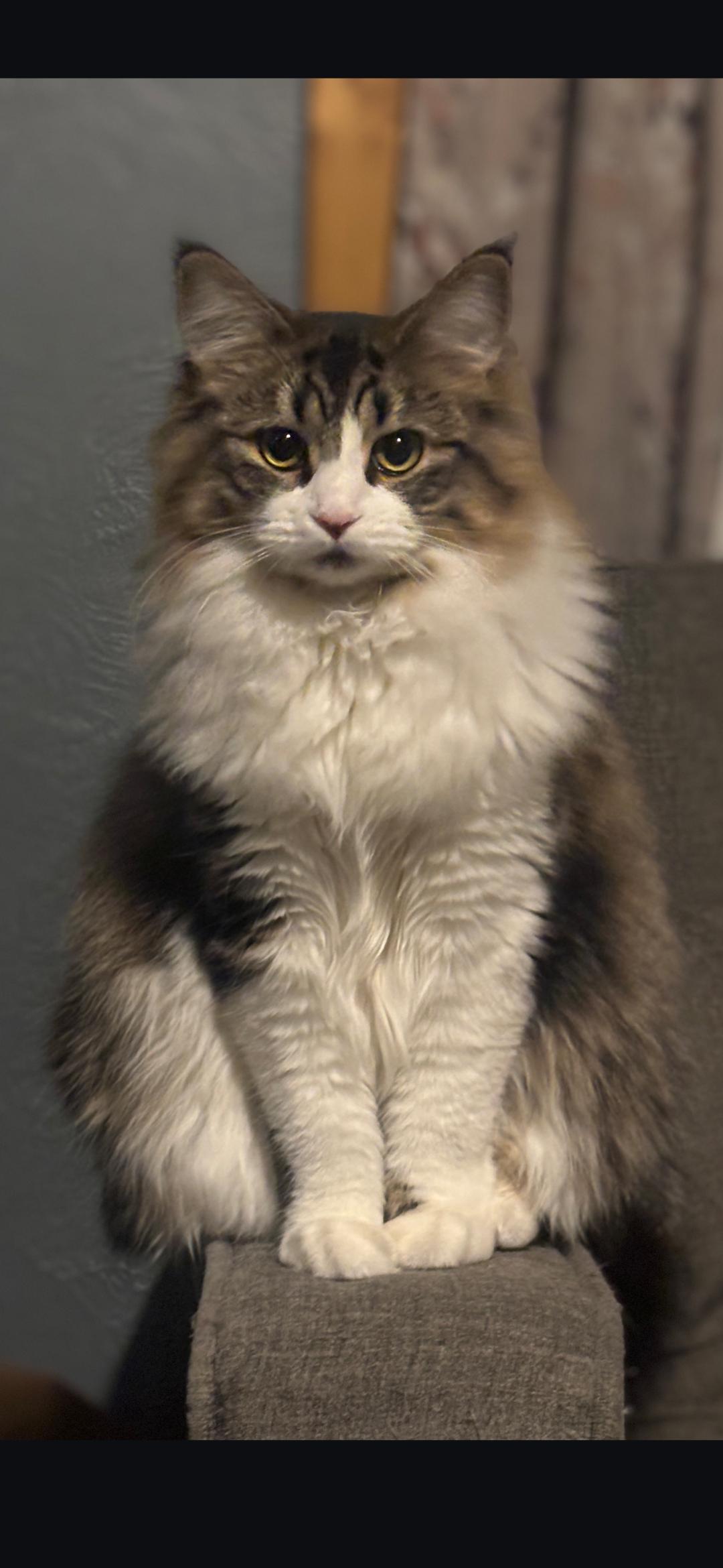 Nellie, adopted, Kitten Female Maine Coon.