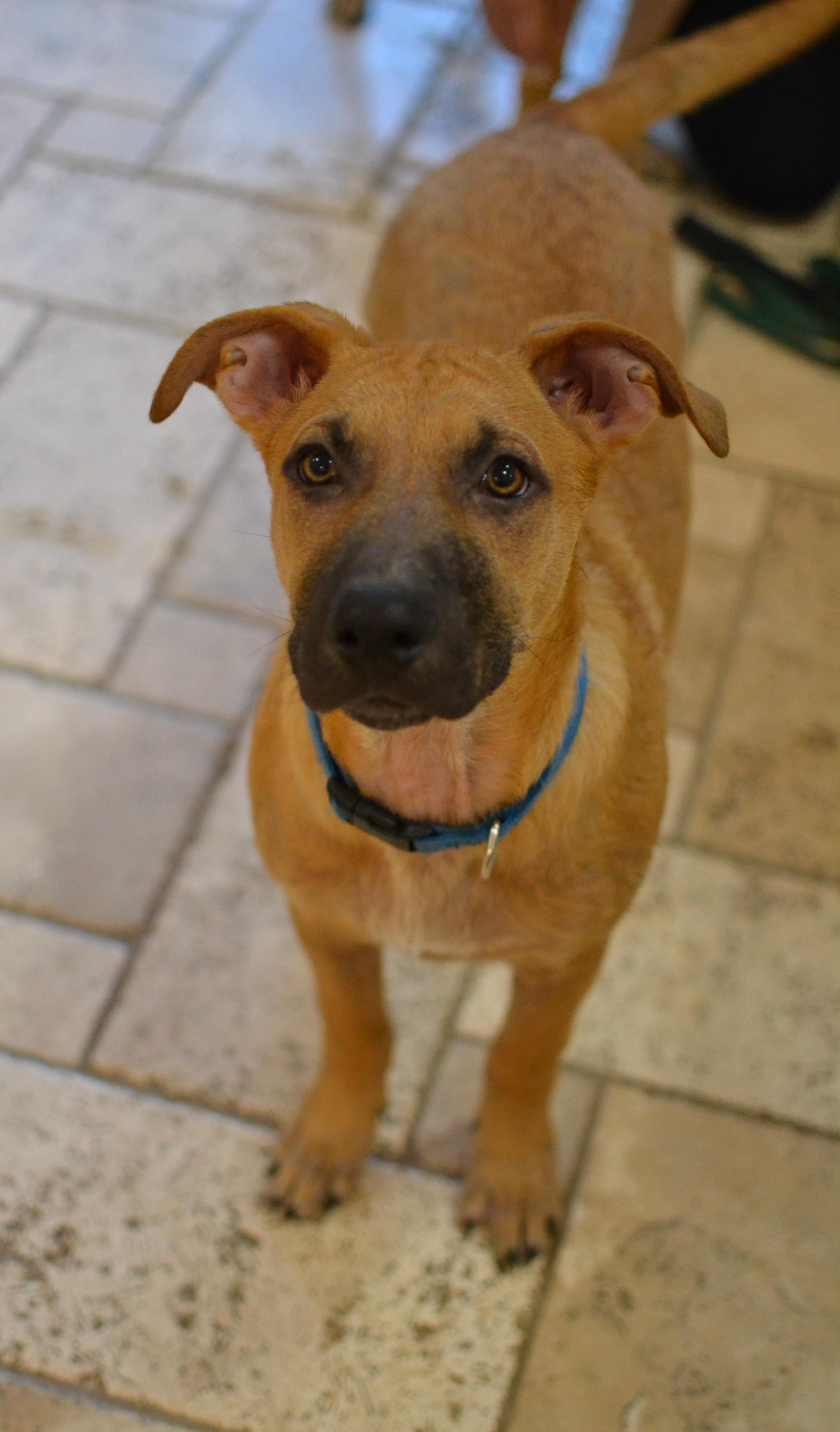 Enlarge Scout, a Adoptable mixed breed in White Plains, NY image 2/5