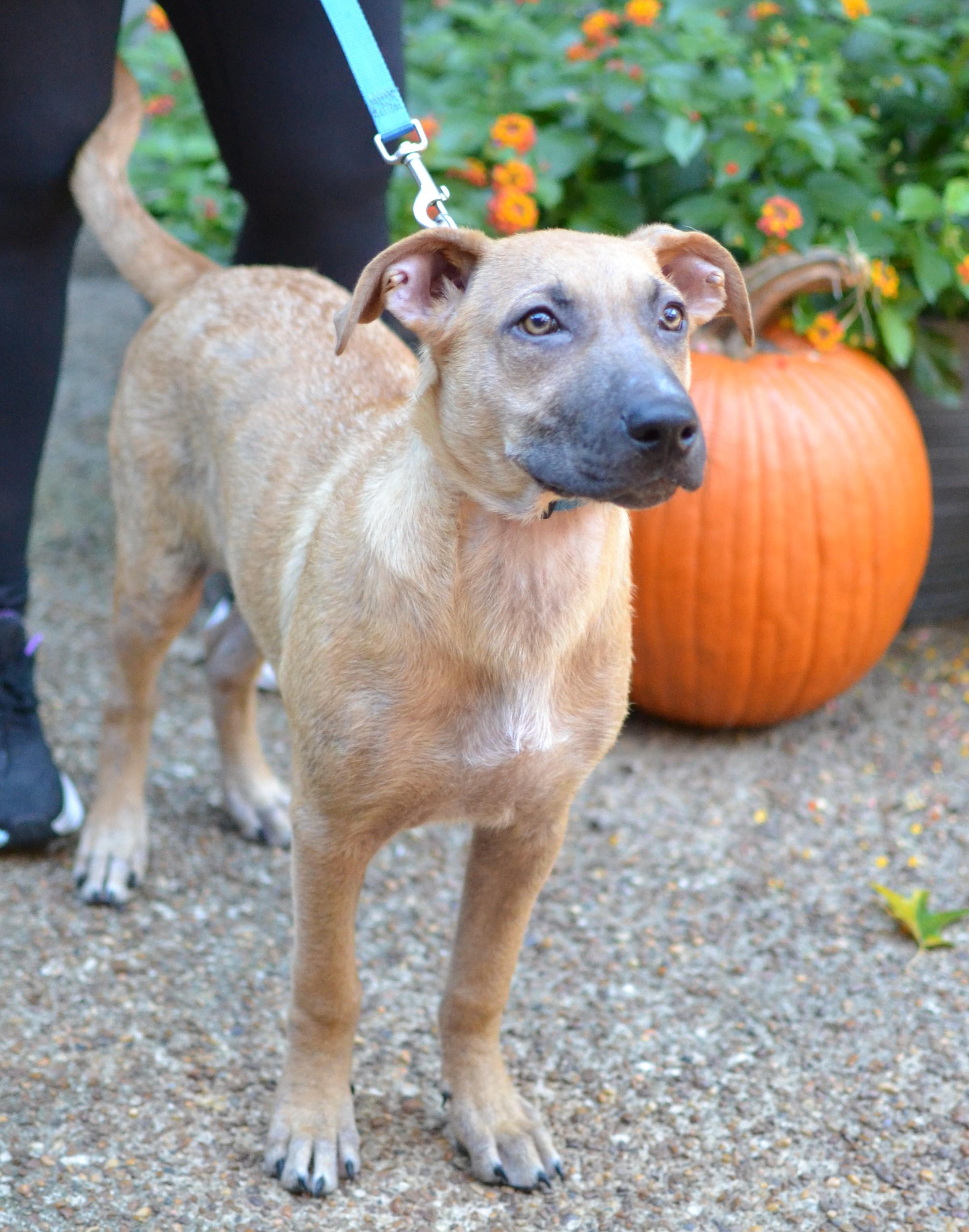 Enlarge Scout, a Adoptable mixed breed in White Plains, NY image 3/5