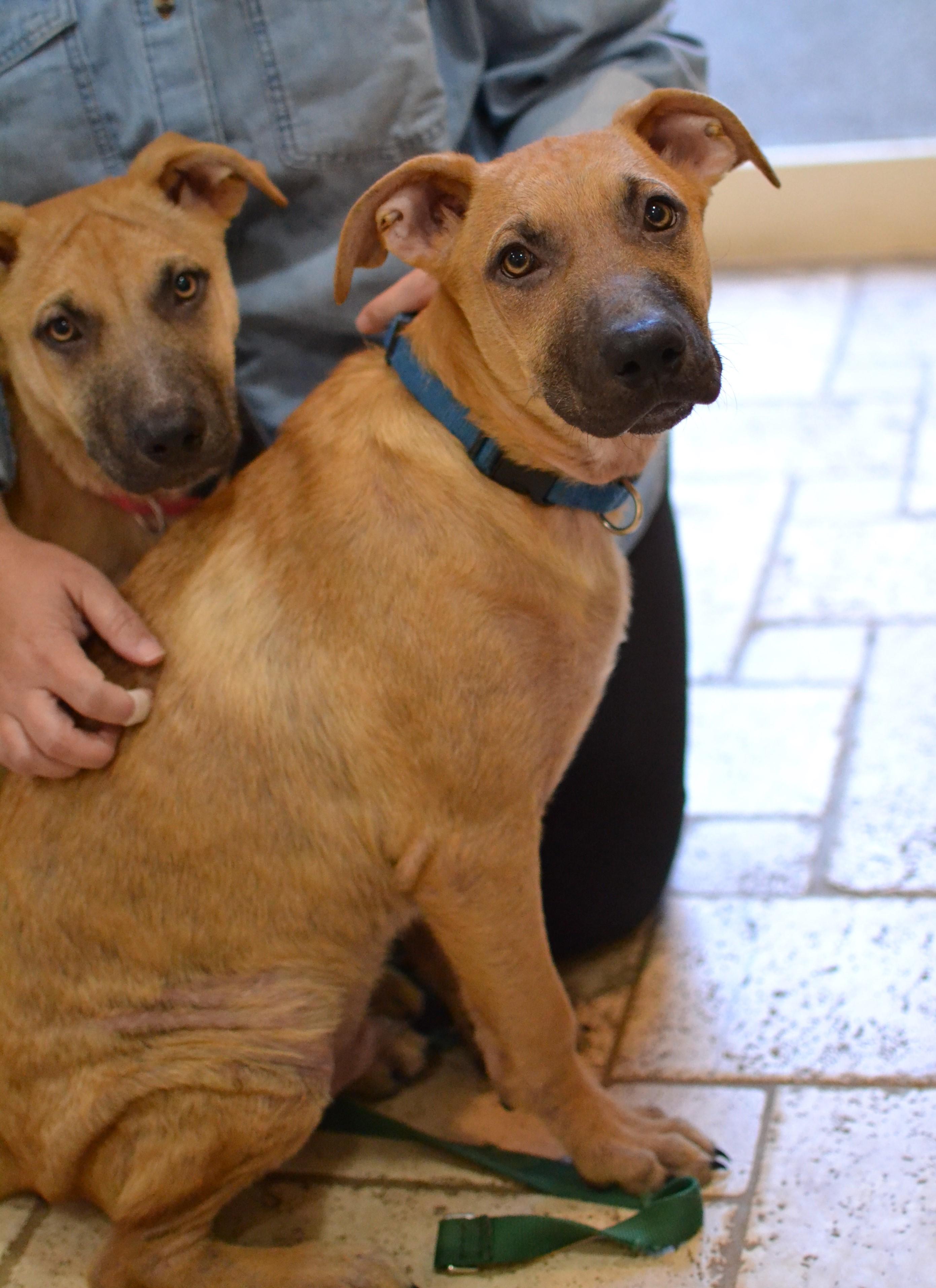 Enlarge Scout, a Adoptable mixed breed in White Plains, NY image 4/5
