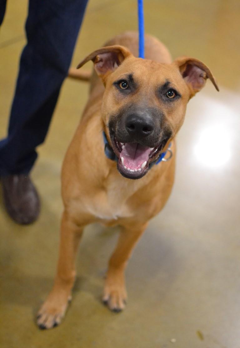 Enlarge Scout, a Adoptable mixed breed in White Plains, NY image 1/5