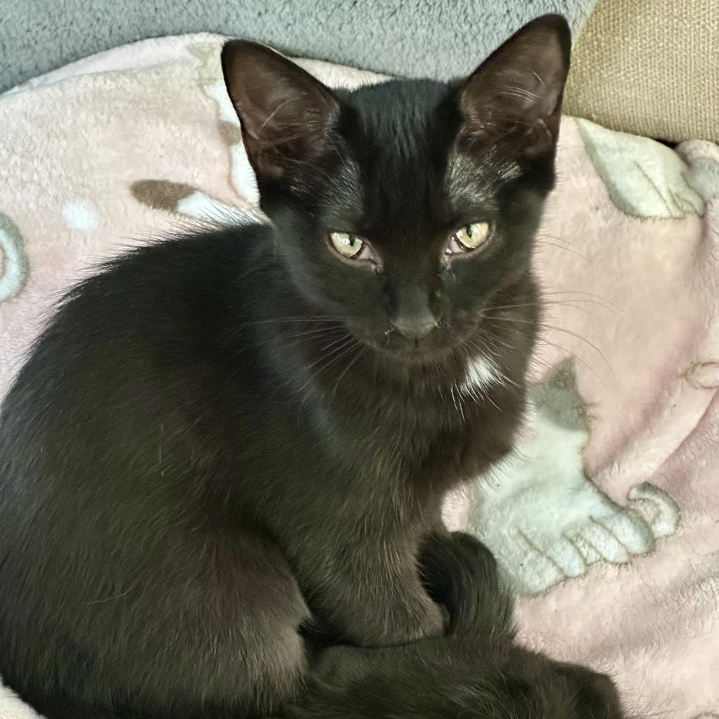 Enlarge Alexis, a Adoptable Domestic Short Hair in Ashland, VA image 1/1