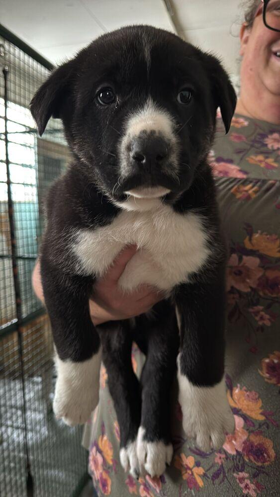 Ezra, Adoptable, Puppy Male Black Mouth Cur & Mixed Breed.