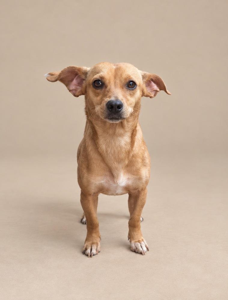 Kermie, Adoptable, Adult Female Chihuahua.
