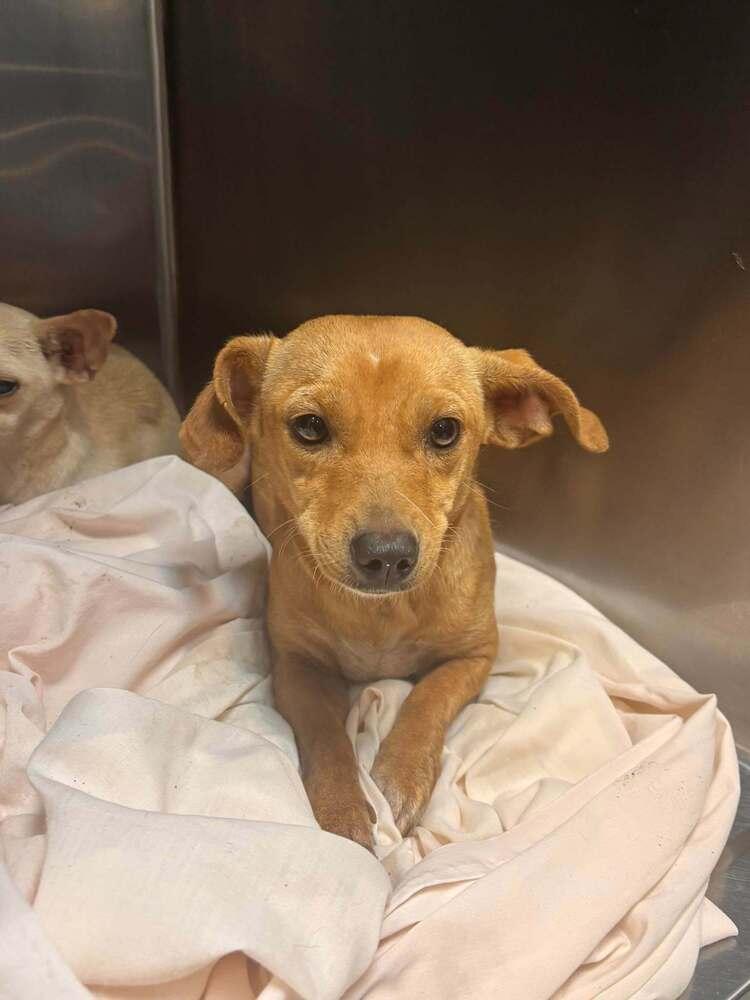 Enlarge Kermie, a Adoptable mixed breed in Statesboro, GA image 2/2
