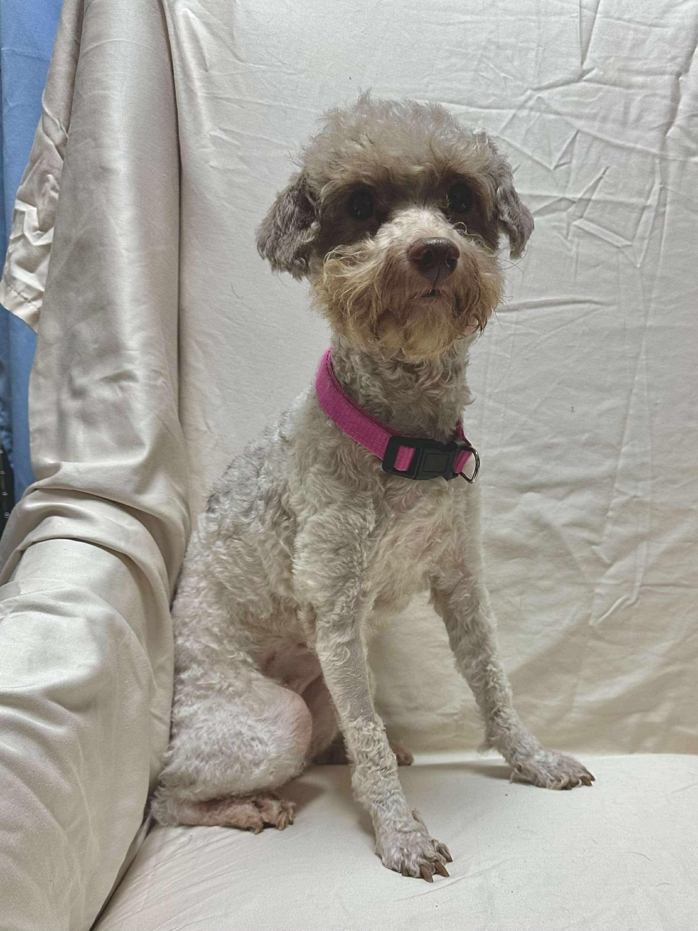 Libby