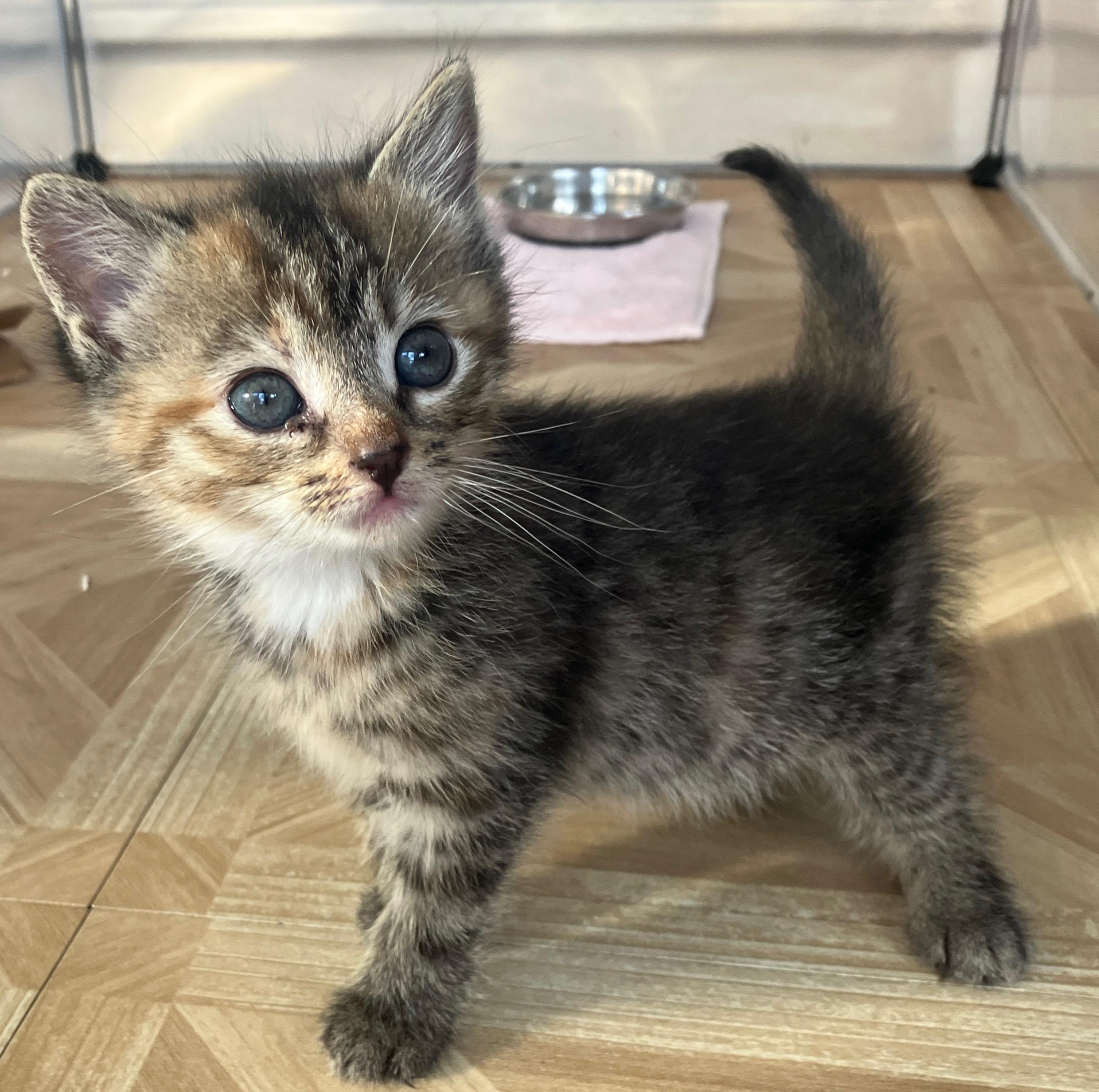 Lemongrass, a ADOPTABLE Domestic Short Hair in Bordentown, NJ image 1/3