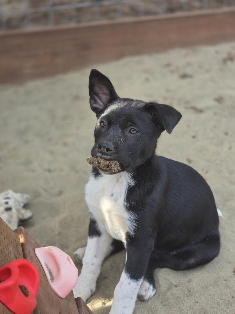 Cassian (Green), Adoptable, Puppy Male Siberian Husky & Pit Bull Terrier.