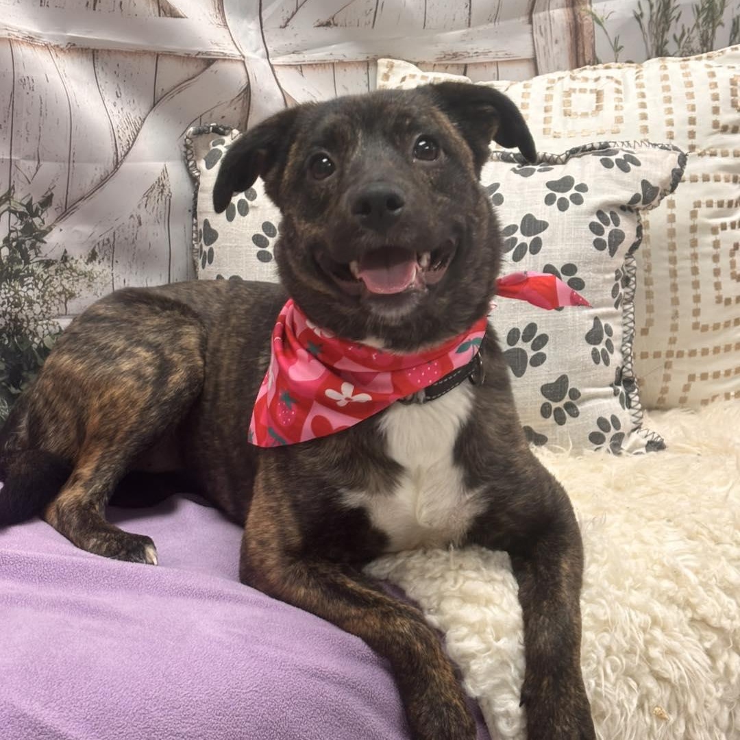 Enlarge Mali, a ADOPTABLE Mixed Breed in Effingham, IL image 2/4