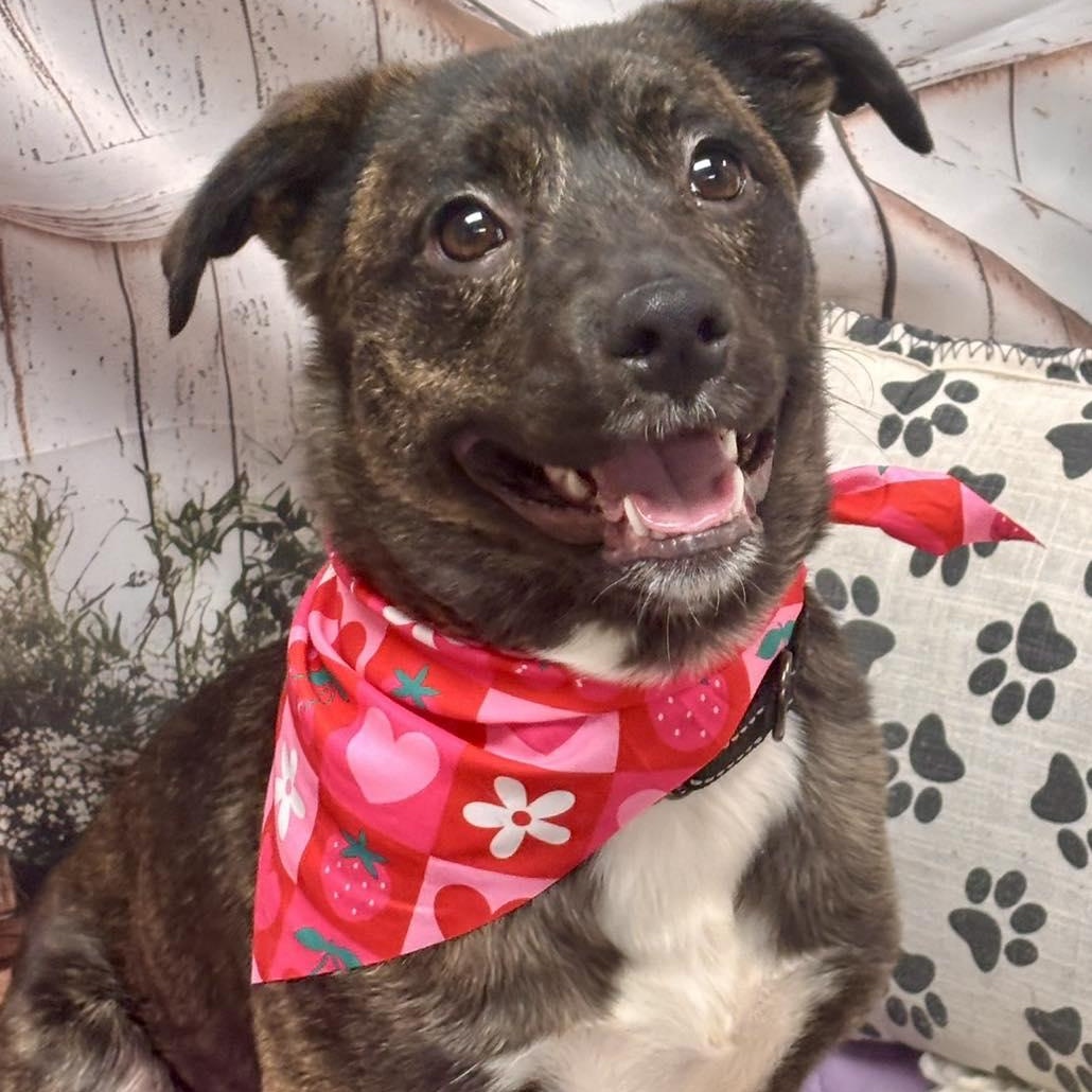 Enlarge Mali, a ADOPTABLE Mixed Breed in Effingham, IL image 3/4