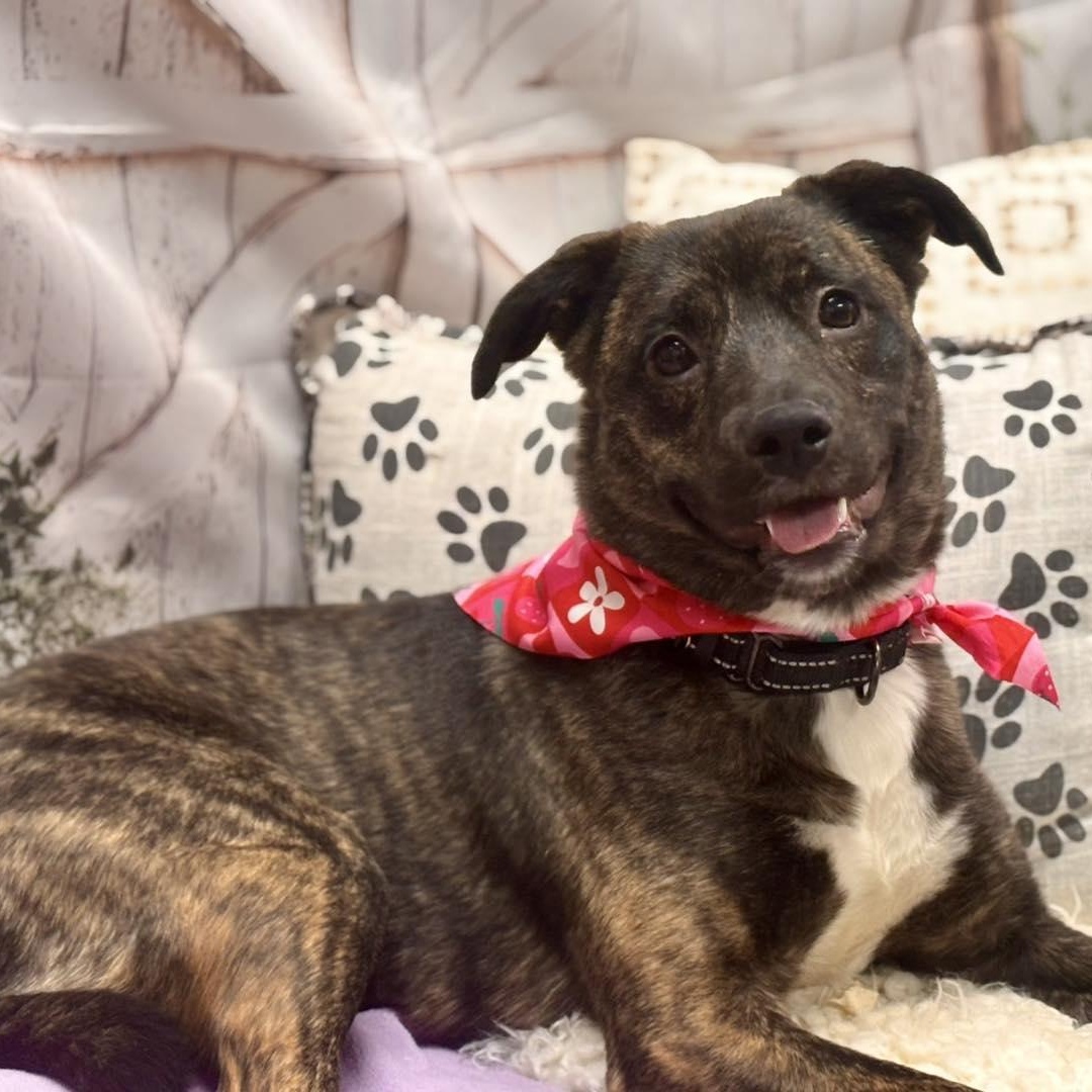 Enlarge Mali, a ADOPTABLE Mixed Breed in Effingham, IL image 4/4