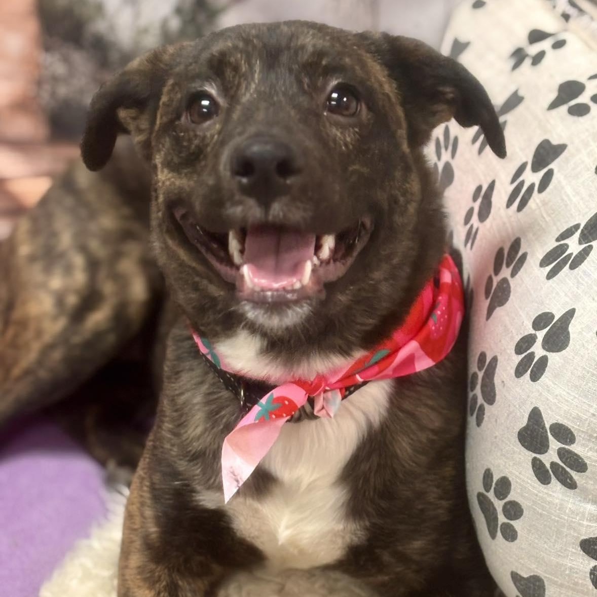 Enlarge Mali, a ADOPTABLE Mixed Breed in Effingham, IL image 1/4