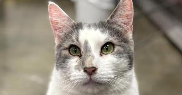 Dollop, Adoptable, Adult Male Domestic Short Hair.