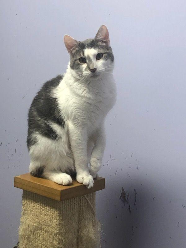 Dollop, a Adoptable Domestic Short Hair in Pittstown, NJ image 2/3