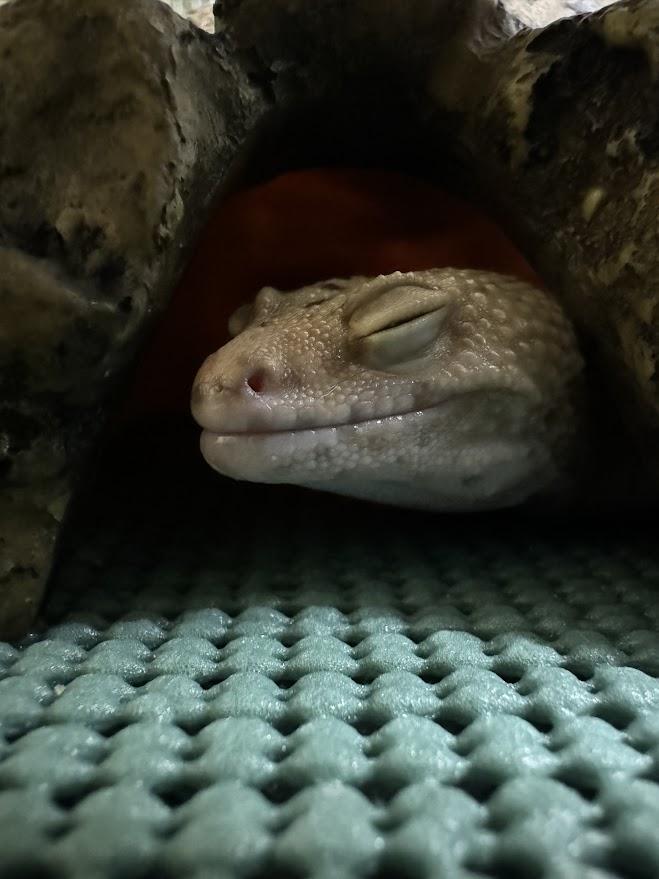 ZuZu