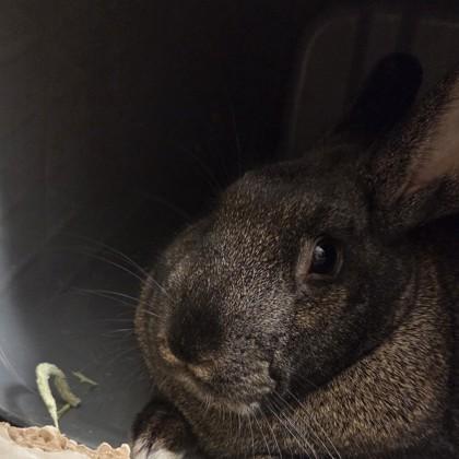 Sal, Adoptable, Adult Male American.