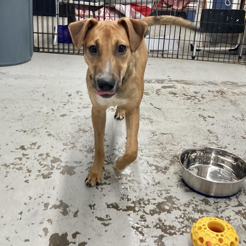 Hula, Adoptable, Puppy Female Mountain Cur.