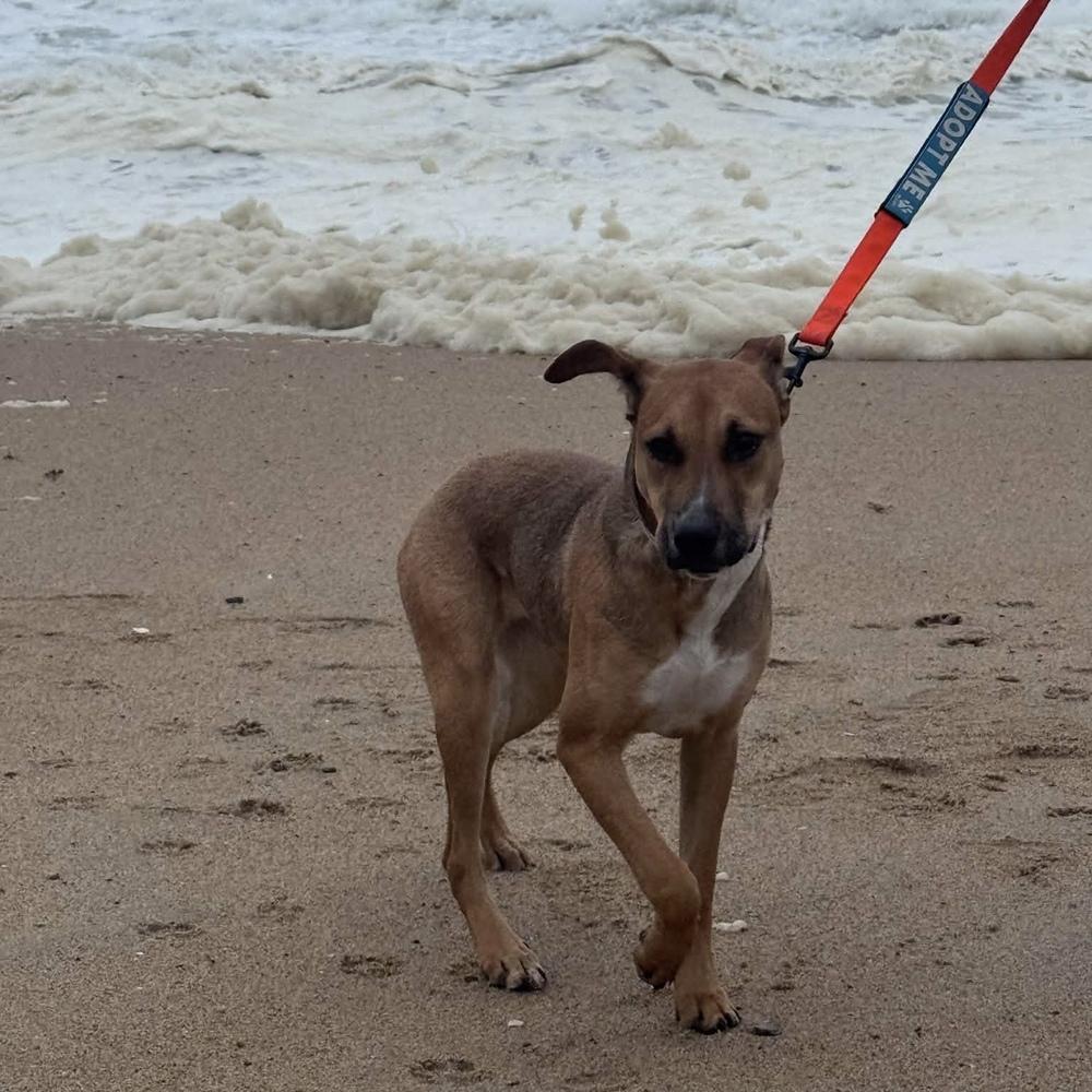 Enlarge Hula, a Adoptable mixed breed in Groveland, MA image 2/6