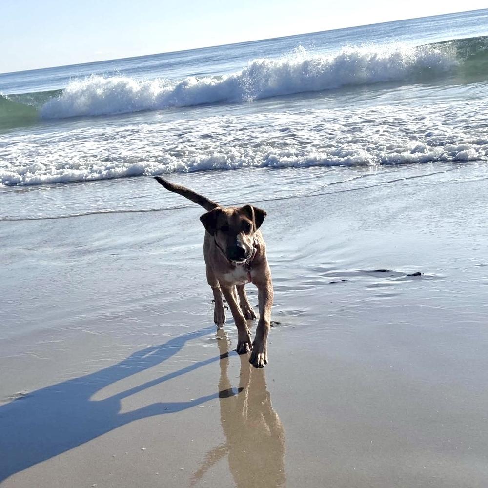 Enlarge Hula, a Adoptable mixed breed in Groveland, MA image 3/6
