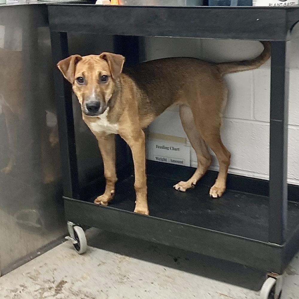 Enlarge Hula, a Adoptable mixed breed in Groveland, MA image 4/6