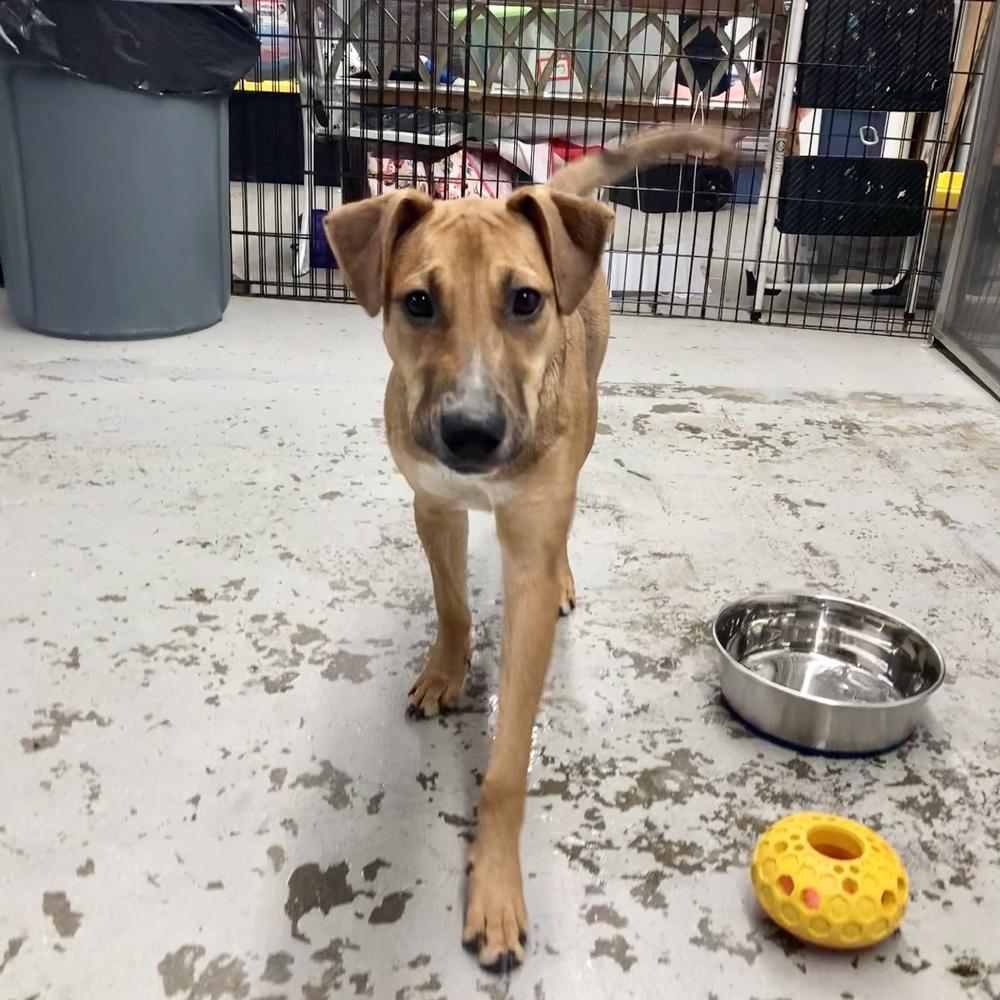 Enlarge Hula, a Adoptable mixed breed in Groveland, MA image 5/6