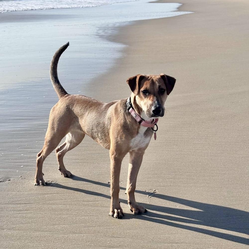 Enlarge Hula, a Adoptable mixed breed in Groveland, MA image 6/6