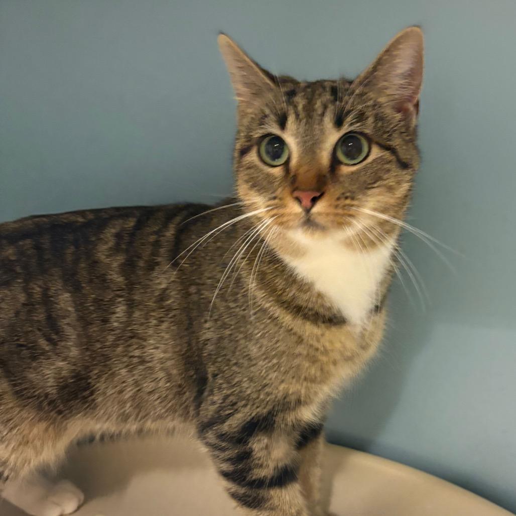 Fasa — thumbnail 2