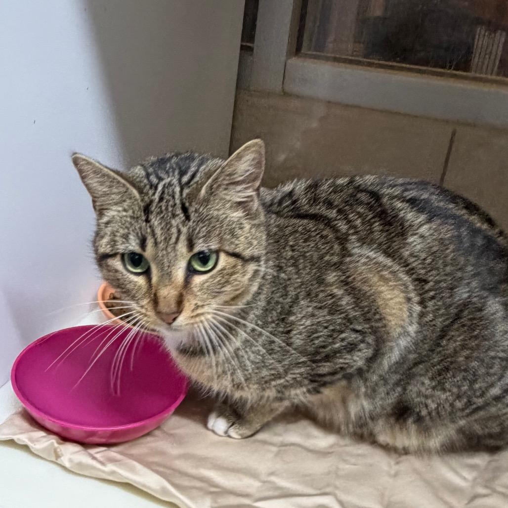 Fasa — thumbnail 3