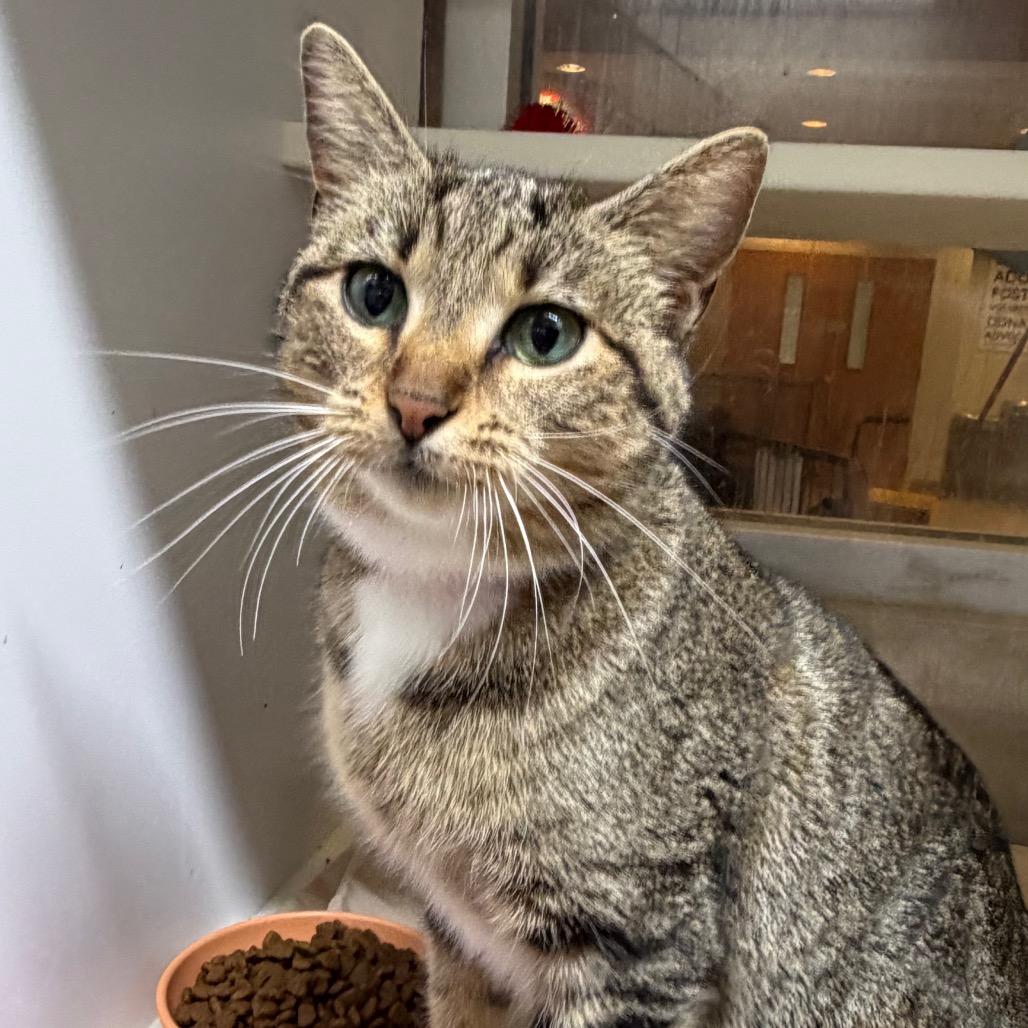 Fasa — thumbnail 4