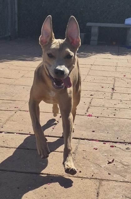 Happy, Adoptable, Adult Female Mixed Breed & Mixed Breed.