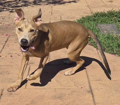 Enlarge Happy, a Adoptable mixed breed in Shreveport, LA image 2/2