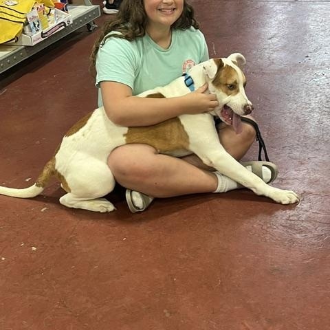 Enlarge RYAN, an adopted mixed breed in Jefferson, LA image 3/6