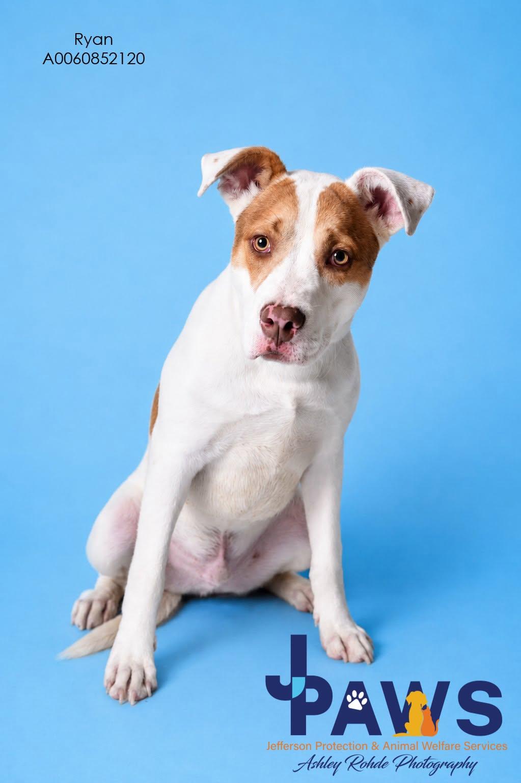 Enlarge RYAN, an adopted mixed breed in Jefferson, LA image 4/6