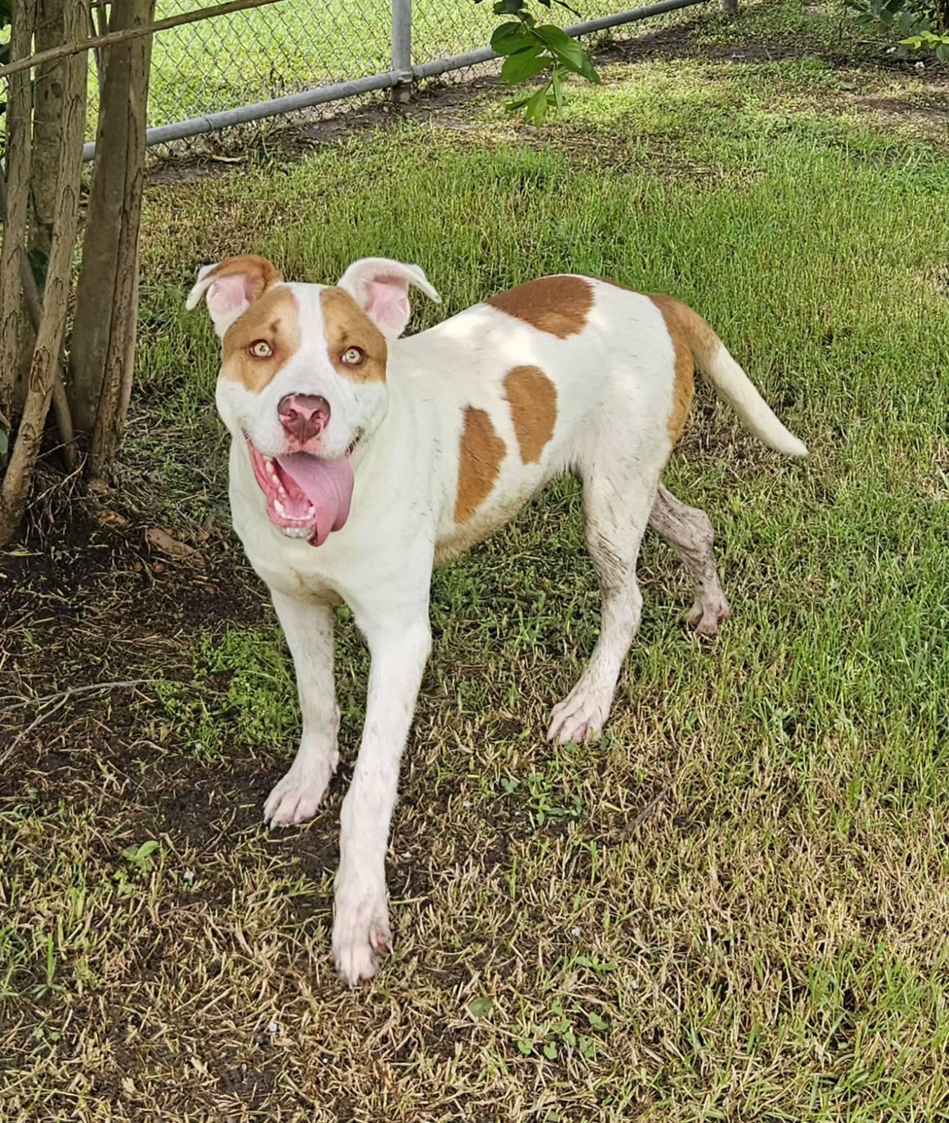 Enlarge RYAN, an adopted mixed breed in Jefferson, LA image 5/6