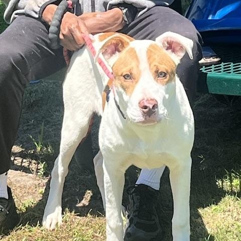 Enlarge RYAN, an adopted mixed breed in Jefferson, LA image 2/6