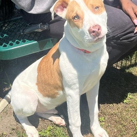 RYAN, adopted, Young Male American Bully.