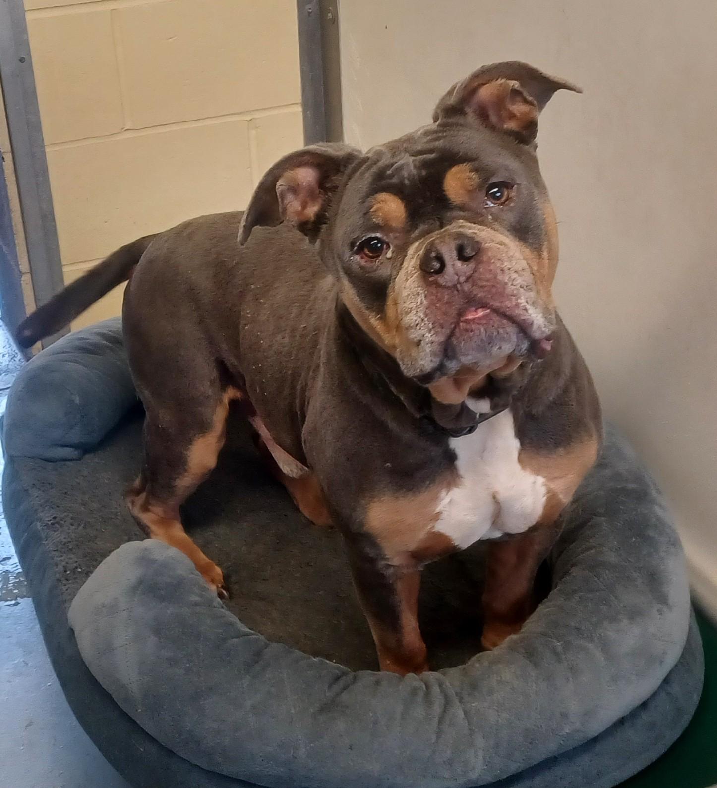 BURGESS, Adoptable, Adult Male Pit Bull Terrier & Bulldog.