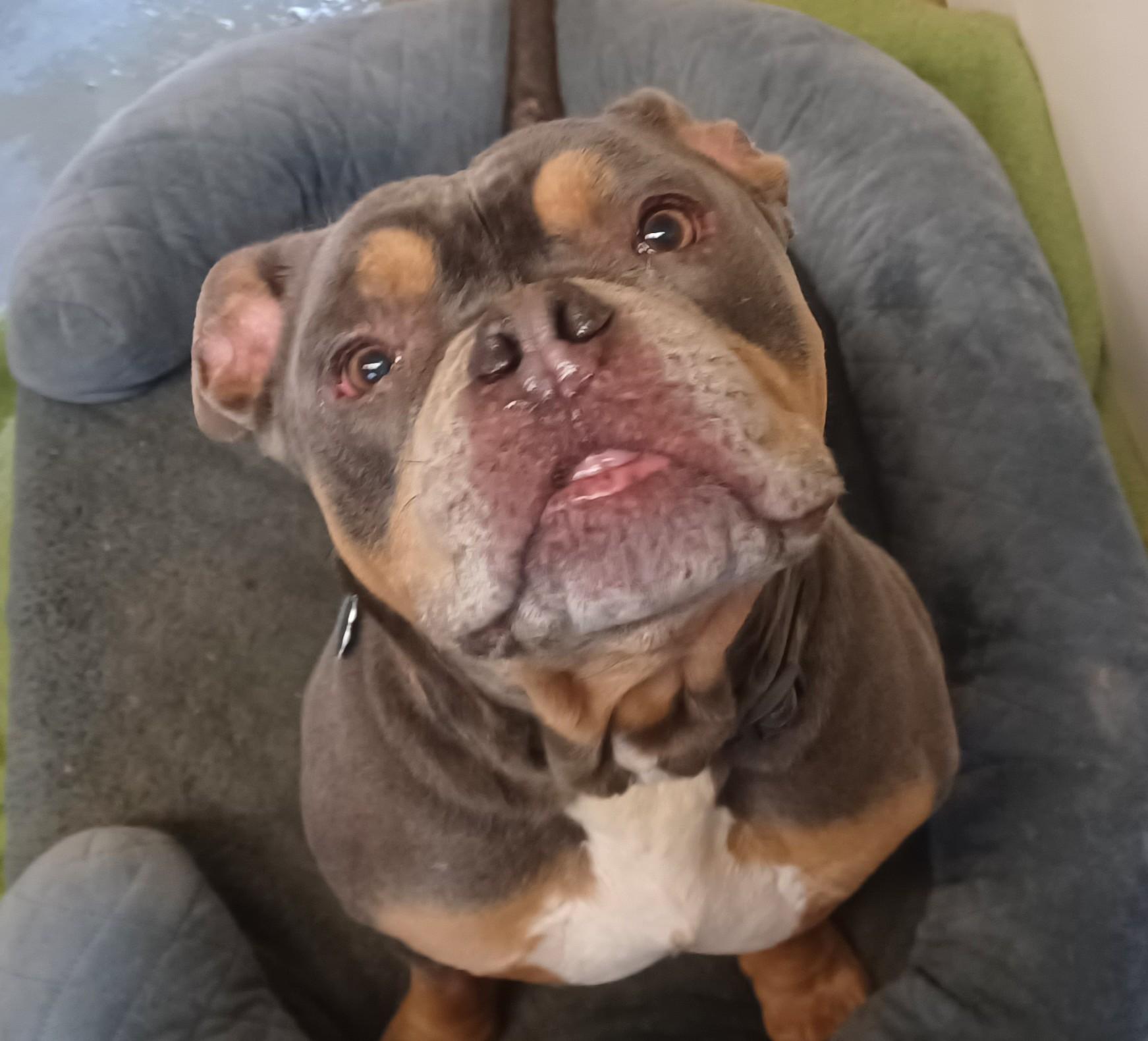 Enlarge BURGESS, a Adoptable mixed breed in Kensington, CT image 2/3