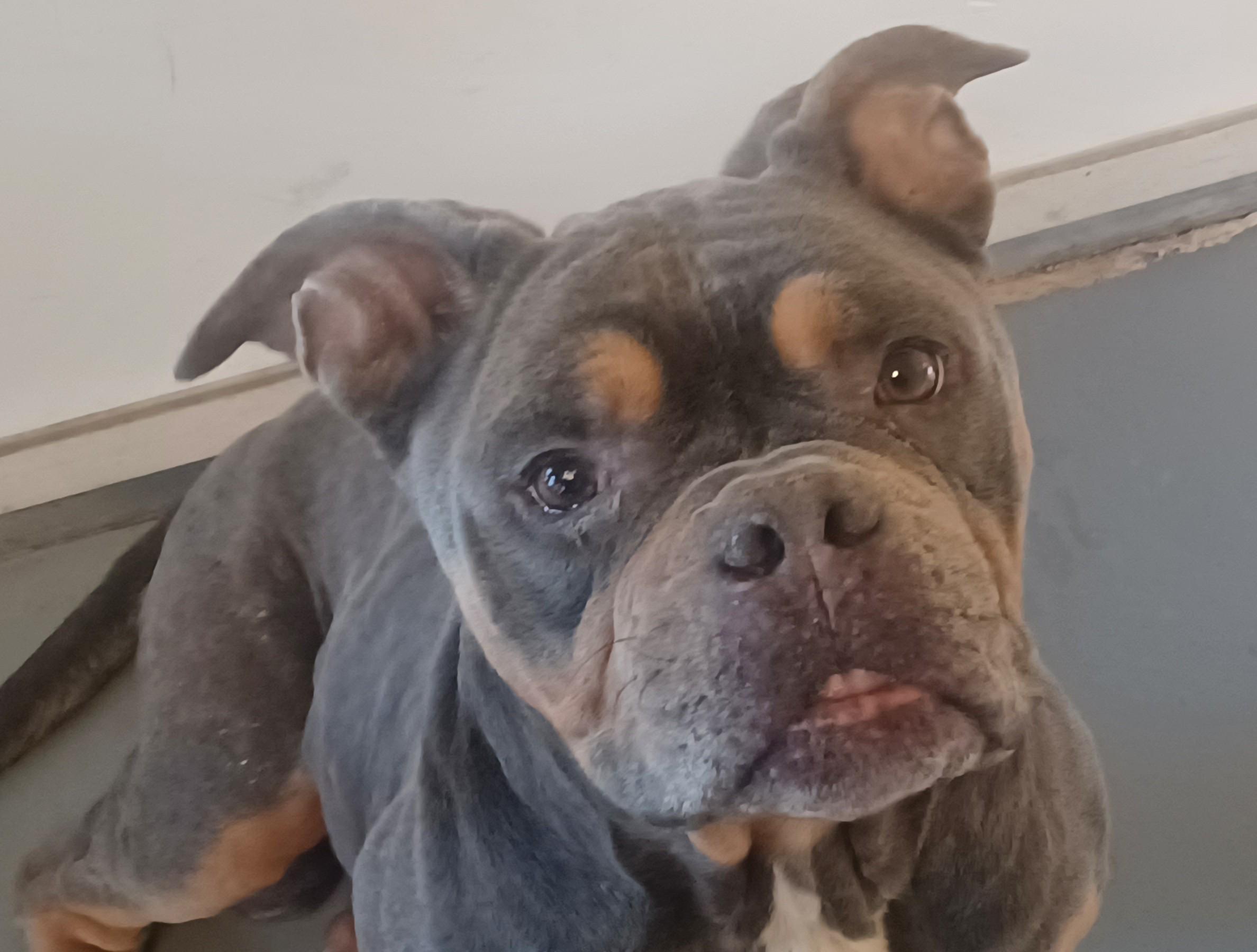 BURGESS, Adoptable, Adult Male American Staffordshire Terrier.