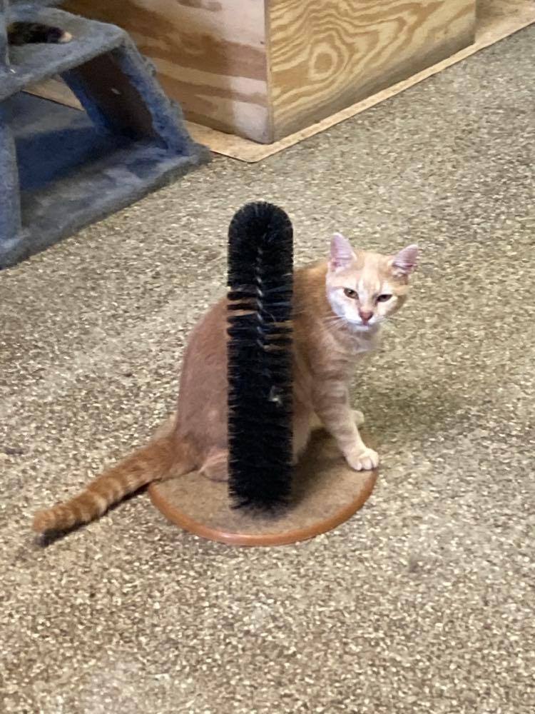 Cashew, a Adoptable Domestic Short Hair in Wapakoneta, OH image 4/6