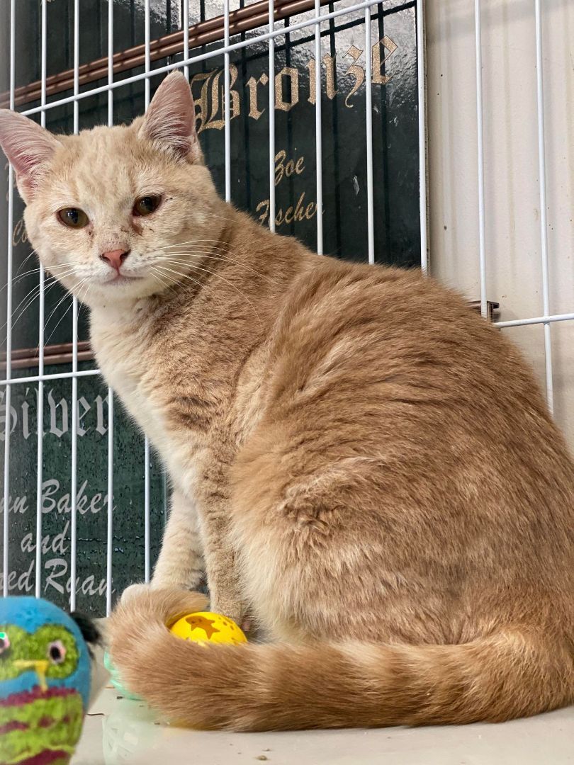 Cashew, a Adoptable Domestic Short Hair in Wapakoneta, OH image 3/6